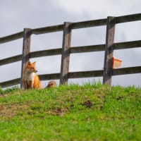 青森・北海道の撮影旅行その２０　（うらかわオバケ桜ほか）