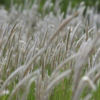 北上川の風に抱かれ