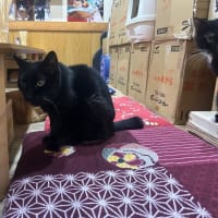 看板猫のいるお店で猫飲み 2 (2408-1)