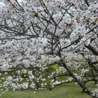 平和公園の桜ー２０２５（北九州市小倉北区）