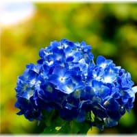 普門寺の紫陽花「岡山県真庭市田原山上」