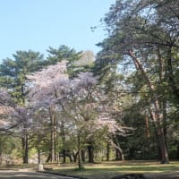 大宮公園桜開花速報(2025.4.12)