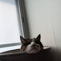 ほのぼのレオ