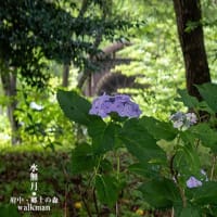 町並みの紫陽花景。