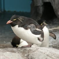 足を収納するペンギン