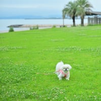 海辺の公園でお散歩しました。