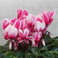 冬の花