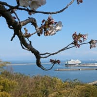 桜の灯台　岩崎ノ鼻灯台
