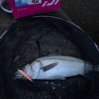 メバルやべぇ～