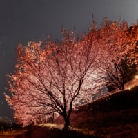 蜂須賀桜とお月様