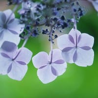 私の大好きなお花畑１