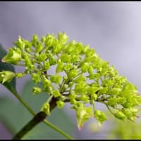 「小野池あじさい公園」の  アジサイ