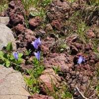 北海道遠征☆花の富良野岳を歩く♪②