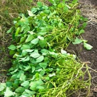 丹波篠山の黒枝豆の収穫体験！