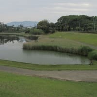 6月の花 5（千鳥が池付近）