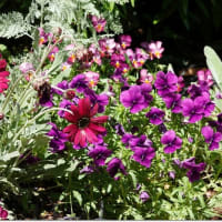 港の見える丘公園（薔薇園）