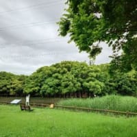 目に青葉
