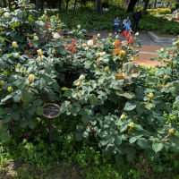 靭の薔薇－続き