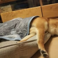 爆睡