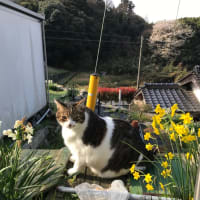 花と花粉とわろた話し