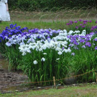 明治神宮御苑　　花菖蒲田に150種、1500株の花菖蒲　　　4