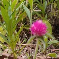 庭の花