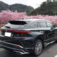 萩しーまーとの河津桜と萩往還梅林園の梅　　晩ご飯はチキンオムライス？