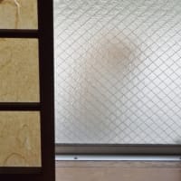 えっ　猫だ