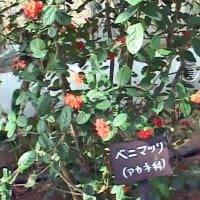 八丈小島もあるく　よみがえれ　三宅島応援ツアー　４回目　八丈島