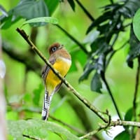 コスタリカ紀行　第2日目　ラ セルバ国立公園編　その３／ガーターキヌバネドリ　ミドリキヌバネドリ　シロエリマイコドリなど