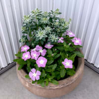花の名前とか、ぼたんのこととか