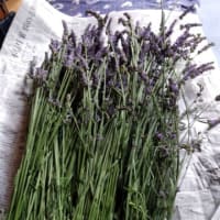 紫陽花