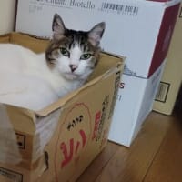 サンダルポチり。