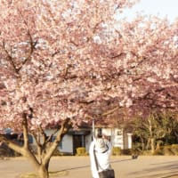 桜花爛漫の宇都宮城址公園を散策しました。