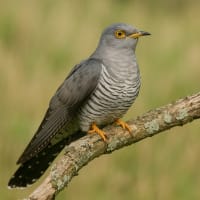 生成AI (Copilot) で野鳥の画像を作成
