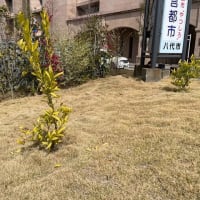 市役所の高田みかん元気です！