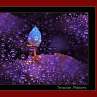★創作写真画 　～　慈雨に目覚めた蓮の蕾　 ～　6月13日 作