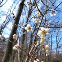 4/12（金）のPACニュース～追分＆軽井沢周辺の情報
