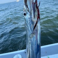 師崎沖　太刀魚釣り