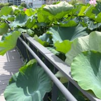 千秋公園の蓮