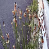 2022-5-11日の花