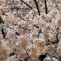 福泉寺の桜　2025　参