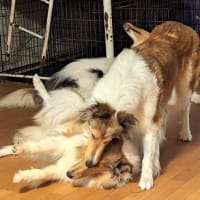 ピコとワカメ