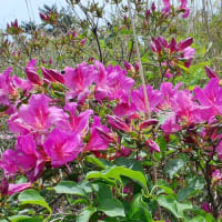 丸山高原の草花