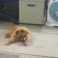 今日の愛犬「ラブ」6/27