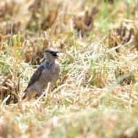 稲刈りの終わった田んぼに、ムクドリの若鳥。