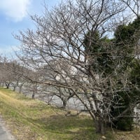 竹ヶ端の桜はまだかいな？