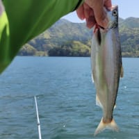 野尻湖のヒメマス釣り（４回目）