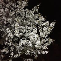 遅咲きの桜