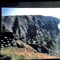 海鳥のサンクチュアリ　天売島と森林浴を楽しむメルヘンの焼尻島　２１回目　天売島